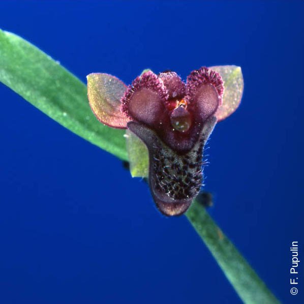 Stellilabium anacristinae